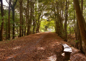 The Cuckoo Trail